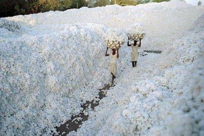 Vải cotton là gì?