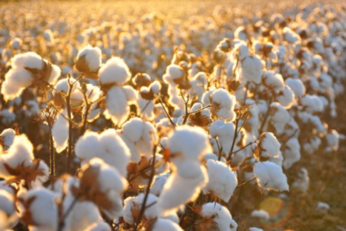Cây bông vải nguồn gốc của vải cotton